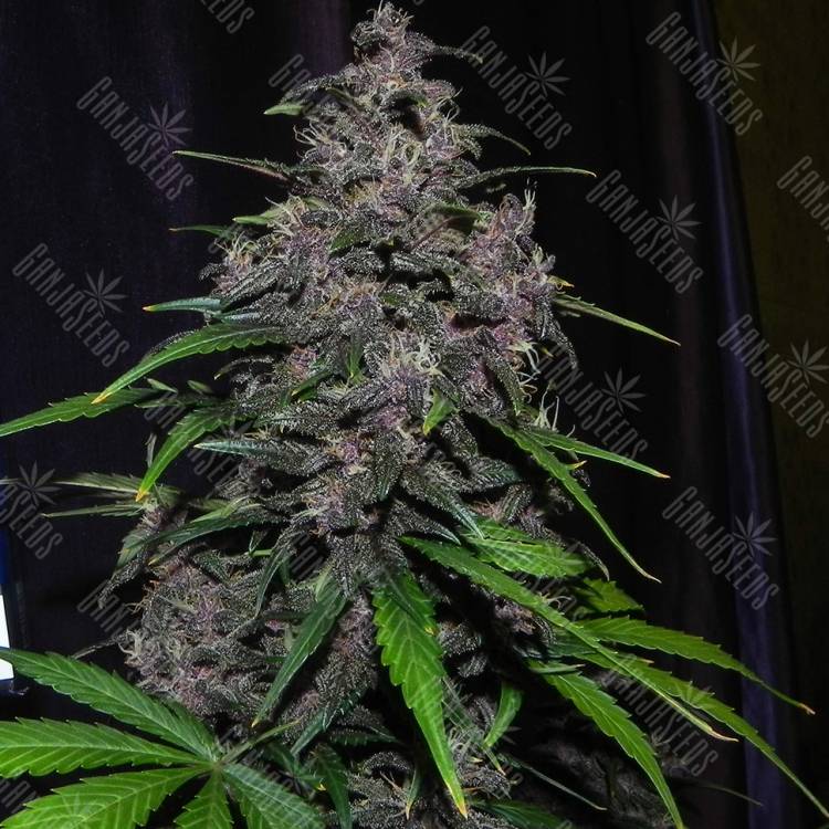 семена конопли недорого Auto LSD feminised семена конопли недорого Auto LSD feminised