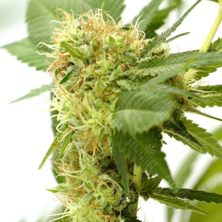 Orange Light feminised Seedmakers Seeds Orange Light feminised Seedmakers Seeds