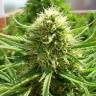 качественные семена конопли Auto Dr. Grinspoon regular качественные семена конопли Auto Dr. Grinspoon regular