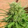 урожайные семена конопли Auto Dr. Grinspoon regular урожайные семена конопли Auto Dr. Grinspoon regular