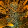 семена конопли с доставкой Russian Doll feminised Kannabia Seeds семена конопли с доставкой Russian Doll feminised Kannabia Seeds