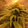 семена конопли дешево Russian Doll feminised Kannabia Seeds семена конопли дешево Russian Doll feminised Kannabia Seeds
