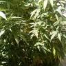 семена конопли в России Ice regular Nirvana Seeds семена конопли в России Ice regular Nirvana Seeds