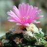 Купить семена кактусов Ariocarpus fissuratus var. hintonii