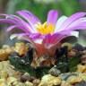 Заказать семена кактуса Ariocarpus fissuratus var. hintonii