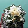 Недорогие семена кактуса Ariocarpus fissuratus var. hintonii