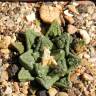 Заказать недорогие семена кактуса Ariocarpus fissuratus var. hintonii