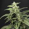 урожайные семена конопли Amnesia Gold feminised урожайные семена конопли Amnesia Gold feminised