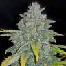 заказать семена конопли в рф Auto Blue Dream feminised заказать семена конопли в рф Auto Blue Dream feminised