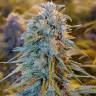 семена сортовой конопли Auto Blue Dream feminised семена сортовой конопли Auto Blue Dream feminised