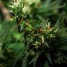 Silver Jack feminised Seedmakers Seeds Silver Jack feminised Seedmakers Seeds