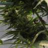 мощные семена конопли Sweet Tooth regular Ganja Seeds