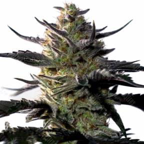 Blueberry OG feminised Barneys Farm