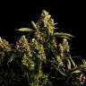 заказ семян конопли Спб Blueberry OG feminised Barneys Farm