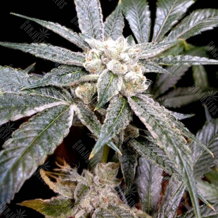 семена культурной конопли купить El Fuego feminised DNA Genetics
