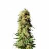 семена конопли феминизированные Original Berry feminised Kannabia Seeds семена конопли феминизированные Original Berry feminised Kannabia Seeds