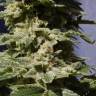 урожайные семена конопли Original Berry feminised Kannabia Seeds урожайные семена конопли Original Berry feminised Kannabia Seeds