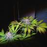 семена конопли в оригинальных упаковках Original Berry feminised Kannabia Seeds семена конопли в оригинальных упаковках Original Berry feminised Kannabia Seeds