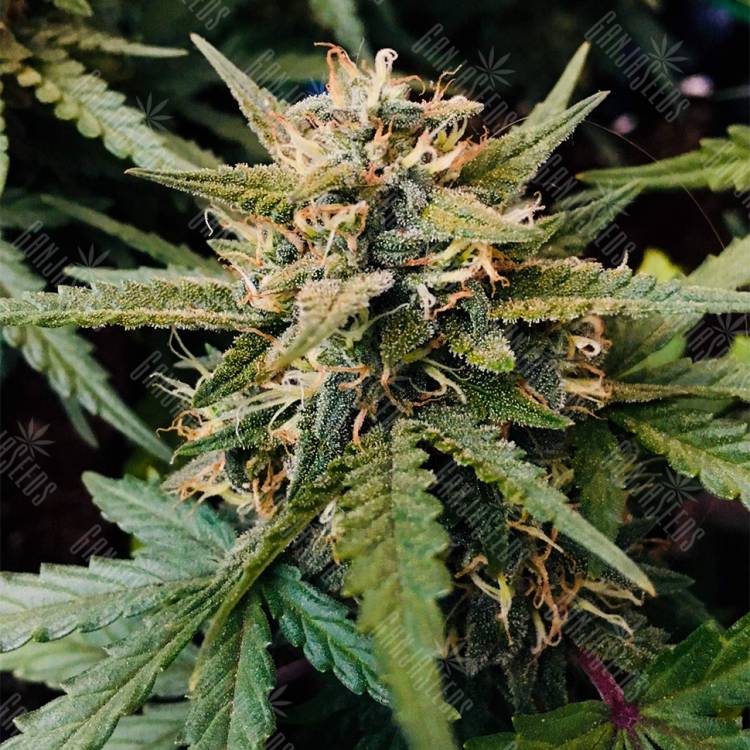 семена сортовой конопли Auto Bubble Kush feminised Royal Queen