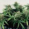 качественные семена конопли Auto Bubble Kush feminised Royal Queen