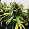 семена конопли в оригинальных упаковках Auto Bubble Kush feminised Royal Queen