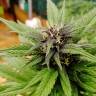 семена конопли интернет магазин Auto Black Cream feminised Sweet Seeds