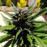 автоцветущие семена конопли Auto Black Cream feminised Sweet Seeds