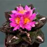 Недорогие семена кактуса Ariocarpus fissuratus