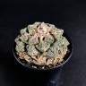 Заказать недорогие семена кактуса Ariocarpus fissuratus