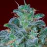 Семена конопли Mohan Ram feminised Ganja Seeds Семена конопли Mohan Ram feminised Ganja Seeds