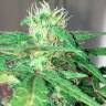 Купить семена Mohan Ram feminised Ganja Seeds Купить семена Mohan Ram feminised Ganja Seeds