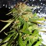 Качественные семена Mohan Ram feminised Ganja Seeds Качественные семена Mohan Ram feminised Ganja Seeds