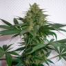 Заказать семена Mohan Ram feminised Ganja Seeds Заказать семена Mohan Ram feminised Ganja Seeds