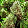 заказ семян конопли Москва Chronic feminised заказ семян конопли Москва Chronic feminised