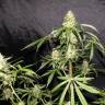 семена индийской конопли Auto Sweet Mango regular семена индийской конопли Auto Sweet Mango regular