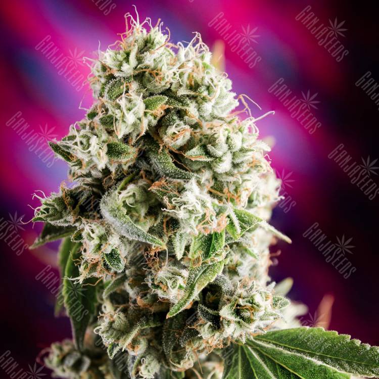 семена конопли курьером Auto Sweet Mango regular семена конопли курьером Auto Sweet Mango regular