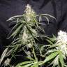 заказ семян конопли Москва Auto Sweet Mango regular заказ семян конопли Москва Auto Sweet Mango regular