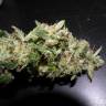семена конопли Россия Auto Sweet Mango regular семена конопли Россия Auto Sweet Mango regular