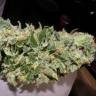 семена конопли курьером Auto Sweet Mango regular семена конопли курьером Auto Sweet Mango regular