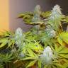 хорошие семена конопли Auto AK x Somango feminised хорошие семена конопли Auto AK x Somango feminised