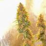 семена конопли наложенным платежом Auto Chronic Ryder feminised семена конопли наложенным платежом Auto Chronic Ryder feminised