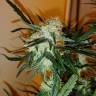 где можно заказать семена конопли Auto Chronic Ryder feminised где можно заказать семена конопли Auto Chronic Ryder feminised