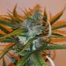 семена конопли автоцвет Auto Chronic Ryder feminised семена конопли автоцвет Auto Chronic Ryder feminised