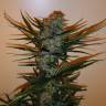 хорошие семена конопли Auto Chronic Ryder feminised хорошие семена конопли Auto Chronic Ryder feminised