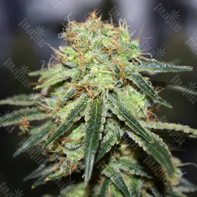 семена конопли дешево Super Bud feminised семена конопли дешево Super Bud feminised