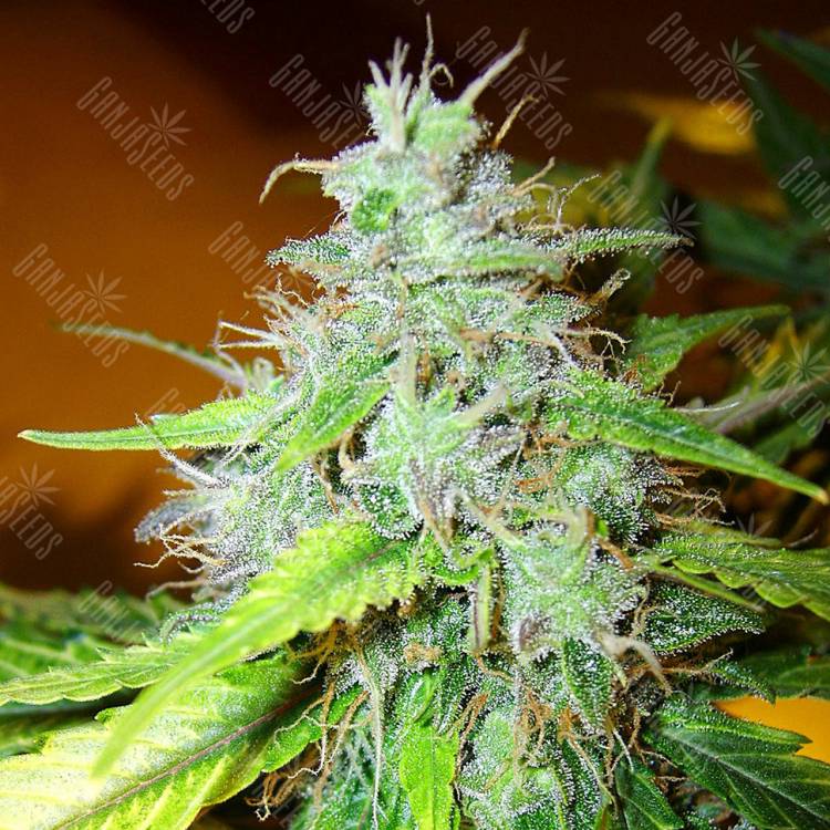 хорошие семена конопли White Blueberry Pie feminised хорошие семена конопли White Blueberry Pie feminised