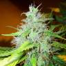 хорошие семена конопли White Blueberry Pie feminised хорошие семена конопли White Blueberry Pie feminised
