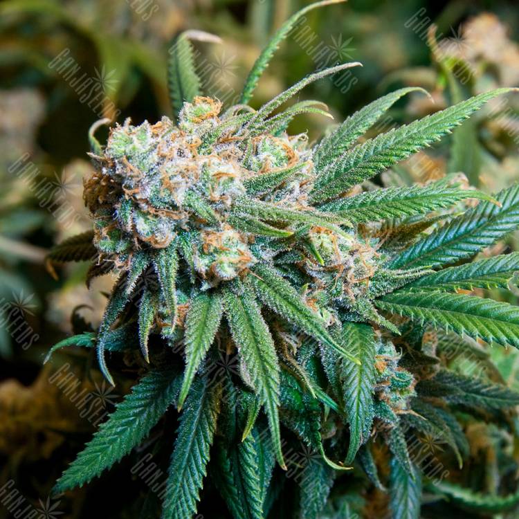 где заказать семена конопли Burana feminised Bang Seeds где заказать семена конопли Burana feminised Bang Seeds