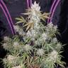 семена конопли почтой Auto Fast Bud regular семена конопли почтой Auto Fast Bud regular