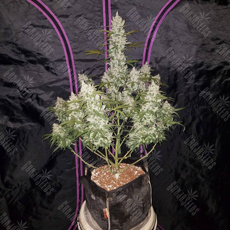 заказать на сайте семена конопли Auto Fast Bud regular заказать на сайте семена конопли Auto Fast Bud regular